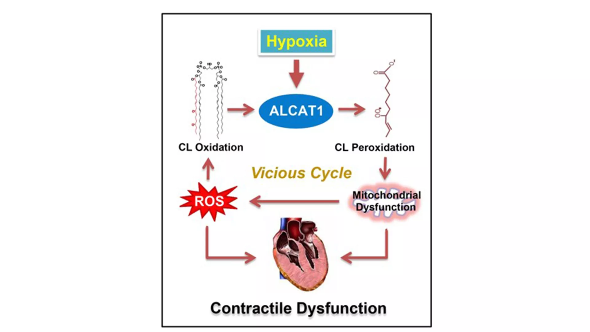 Translational science for you