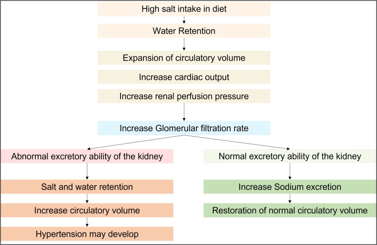 289_Youssef_Figure 1_Salt and hypertension current views.jpg