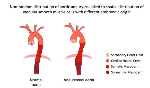 Figure Bart - The aortic vascular smooth muscle cell one name but many facies.jpg