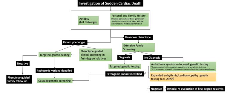 Fig 2 - Investigate Sudden Cardiac Death and Sudden Cardiac Arrest in the Young.jpg