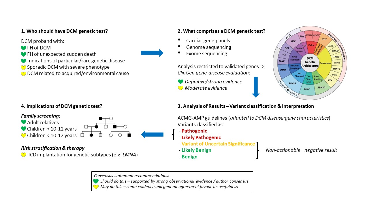Figure for DCM genetic testing article - How to&hellip; conduct genetic testing for patients with DCM.jpg