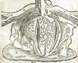 385_Asteggiano_Figure 1.jpg