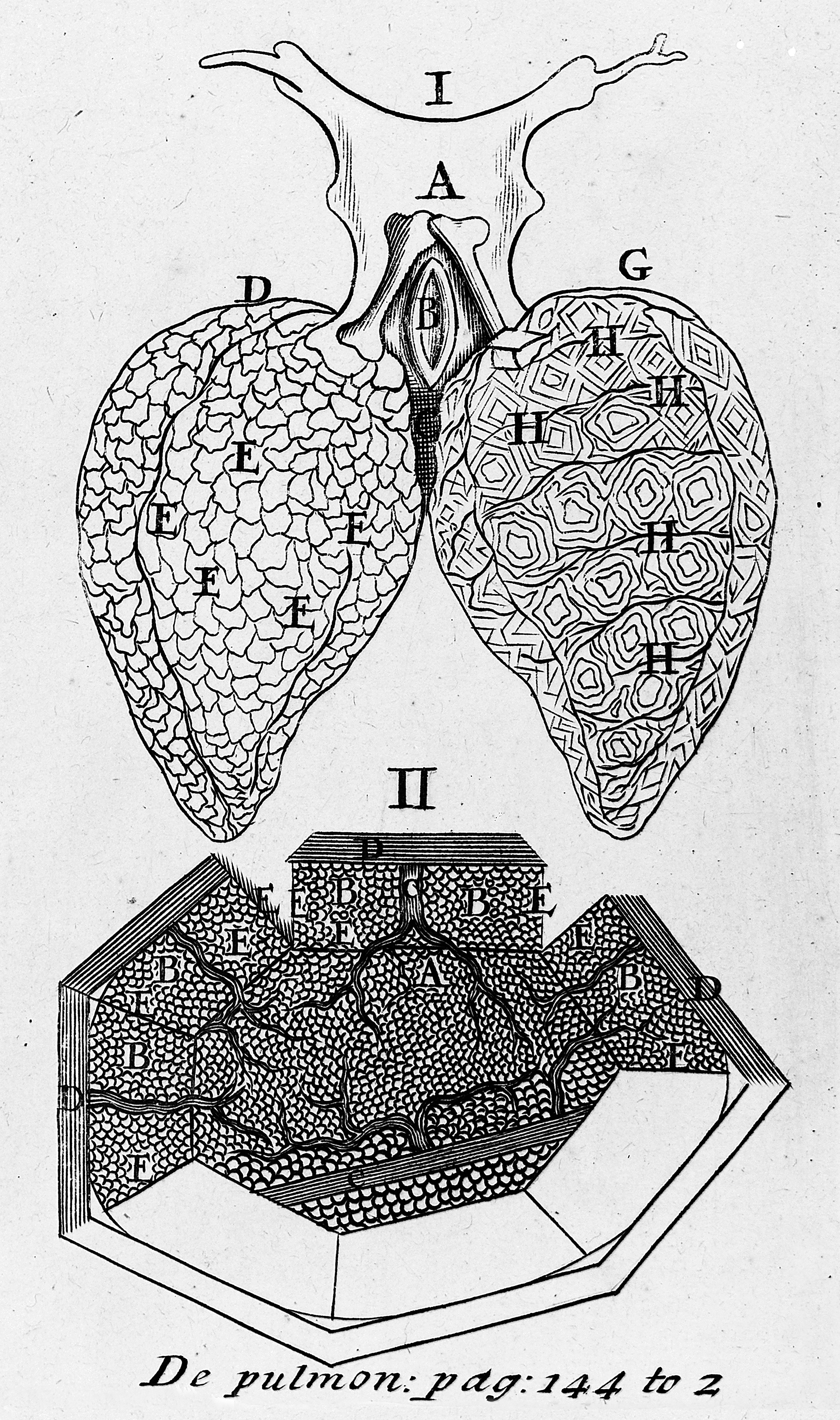 385_Asteggiano_Figure 2.jpg
