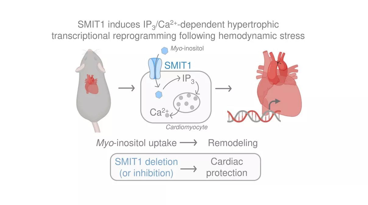 Graphical abstract
