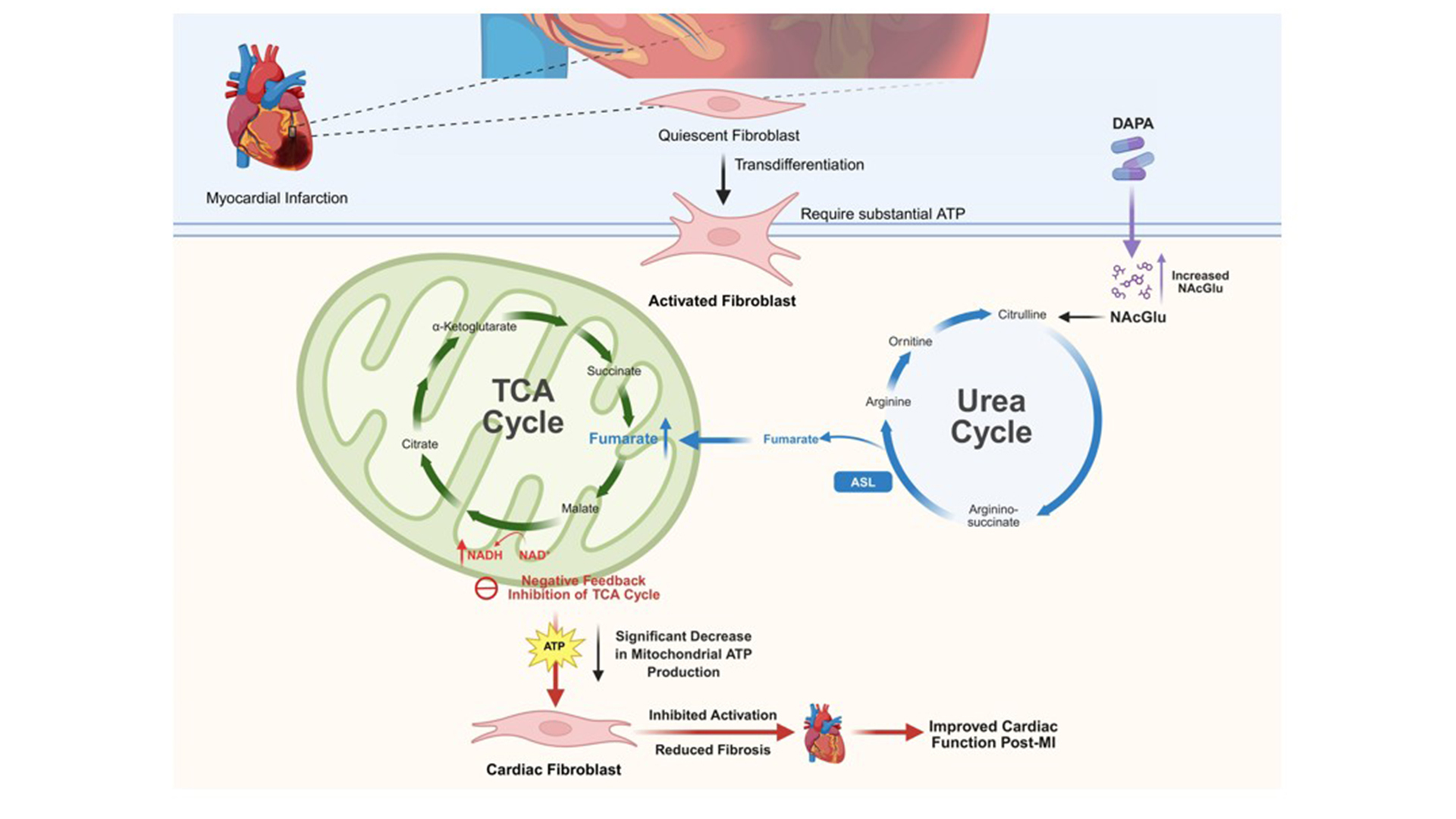 Translational science for you