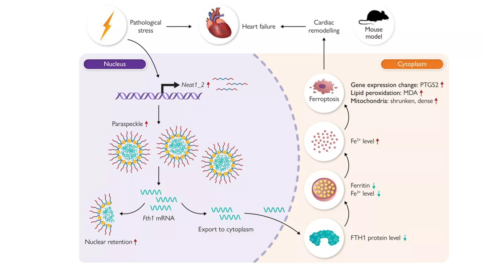 Paraspeckles as a target for myocardial hypertrophy